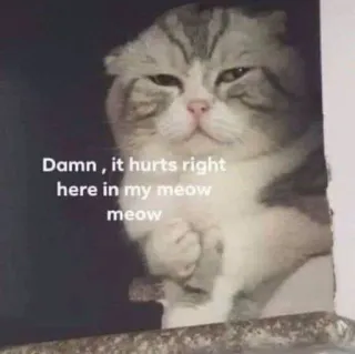 🤕 Damn , it hurts right here in my meow meow cat, sad, hurt, meme, animal, pet, meow telegram sticker