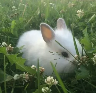 🌟 bunny, rabbit, white, animal, cute, grass, clover whatsapp sticker