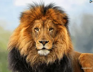 😐 лев, животное, дикая природа, король, хищник telegram sticker
