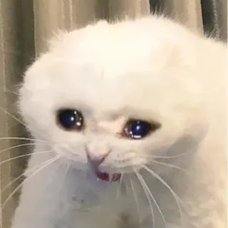 😢 猫, 悲伤, 哭泣, 表情包, 白猫 whatsapp sticker