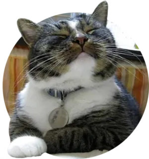 😊 cat, pet, animal, domestic cat, tabby, mammal telegram sticker