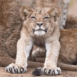 😐 львёнок, лев, животное, дикая природа, детёныш telegram sticker