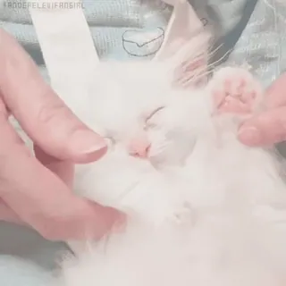 ❤️ gato, gatito, mascota, lindo, animal, blanco, dormir whatsapp sticker