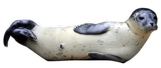😒 foca, animale, mammifero, carino, fauna selvatica telegram sticker