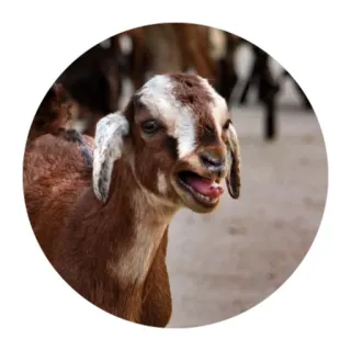 😱 goat, animal, farm, livestock, mammal telegram sticker