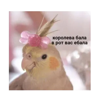 😉 королева бала
в рот вас ебала bird, parrot, offensive, profanity, russian telegram sticker