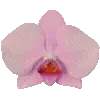 🌸