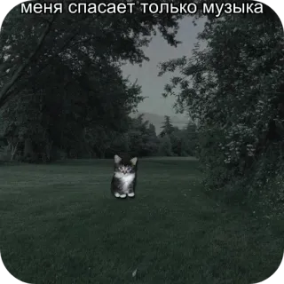 🎧 меня спасает только музыка cat, music, nature, kitten, grass, trees whatsapp sticker