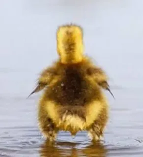 🌟 patito, bebé pato, agua, amarillo, pájaro, animal, lindo telegram sticker