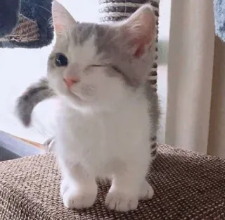 🥺 gato, gatinho, fofo, animal, animal de estimação, piscadela telegram sticker