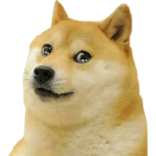 🥺 Doge doge, perro, meme, meme de internet, shiba inu, animal telegram sticker