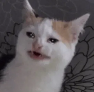 😩 猫, 泣く, 悲しい, ミーム, 動物 telegram sticker