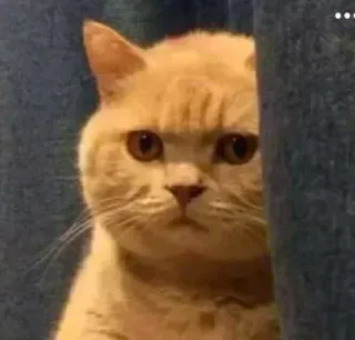 😑 kot, zły, zwierzę, słodki, zwierzę domowe telegram sticker