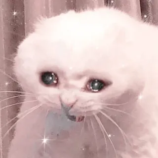 🐱 고양이, 귀여운, 슬픈, 동물, 밈, 우는, 반짝이 telegram sticker