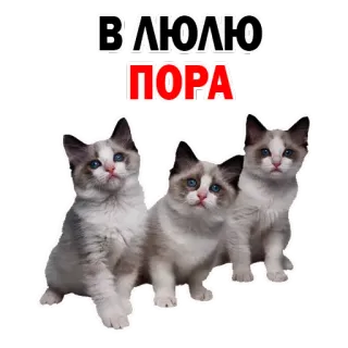 😐 В ЛЮЛЮ ПОРА gatos, gatinhos, russo, texto whatsapp sticker