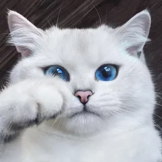 😪 gato, gato branco, olhos azuis, fofo, animal, animal de estimação, felino, gato doméstico telegram sticker