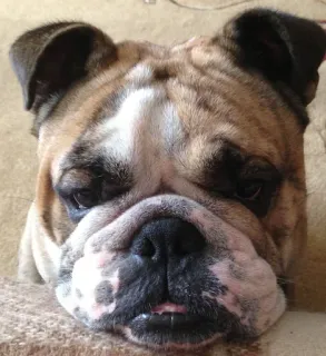 ☹️ perro, bulldog, animal, mascota, lindo, animal doméstico, cara, primer plano telegram sticker