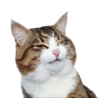 😉 gato, animal, animal de estimação, felino, animal doméstico, tigrado telegram sticker