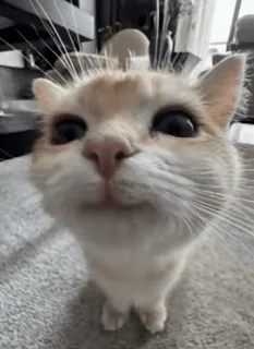 ☺️ 고양이, 새끼 고양이, 애완 동물, 동물, 귀여운, 집고양이, 클로즈업, 고양이과 telegram sticker