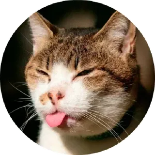 😙 chat, animal, langue, drôle, mignon telegram sticker