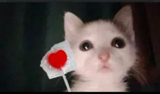 ❤️‍🔥 고양이, 새끼고양이, 하트, 사랑, 동물, 귀여운 telegram sticker