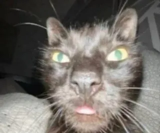 😶 猫, 动物, 宠物, 搞笑, 表情包, 肖像 telegram sticker