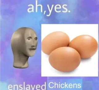 🥚 ah, yes. enslaved Chickens mème, oeufs, esclavisé, poulets, ah oui, stonks mec whatsapp sticker