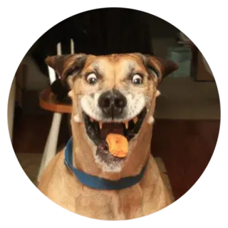😂 Hund, fröhlich, Lächeln, Haustier, Tier telegram sticker