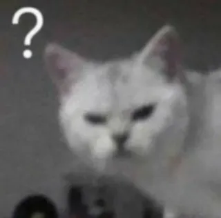 😑 ? cat, question mark, meme, animal, pet, confused telegram sticker