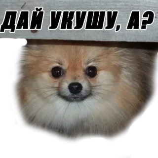 🙂 ДАЙ УКУШУ, А? cachorro, filhote, fofo, animal de estimação, animal, fofo telegram sticker