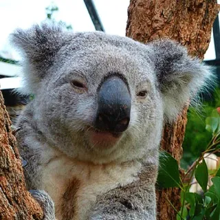 🐨 koala, animal, marsupial, wildlife, Australia, cute, fuzzy, bear telegram sticker