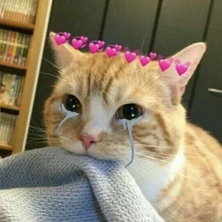 🩰 Katze, traurig, Tränen, süß, Herzen, weinen whatsapp sticker