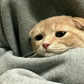😢 cat, cute, animal, pet, scottish fold, sad, adorable telegram sticker