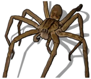 🤤 spider, arachnid, animal, bug telegram sticker