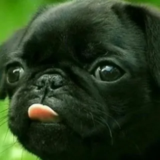 😛 perro, carlino, animal, mascota, lindo, carlino negro telegram sticker
