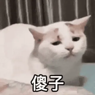 🐈 傻子 고양이, 밈, 동물, 웃긴, 표정, 바보, 어리석은 whatsapp sticker