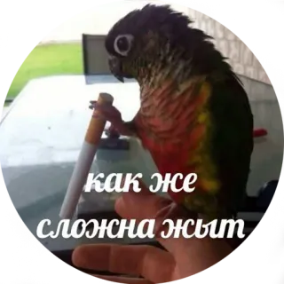 🤕 как же сложна жьит vogel, papegaai, sigaret, roken, hand telegram sticker
