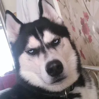 😒 cane, husky, animale domestico, animale, animale domestico, husky siberiano, ritratto telegram sticker