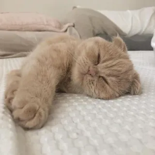🤍 gatto, dormire, animale domestico, animale, carino, domestico, felino telegram sticker