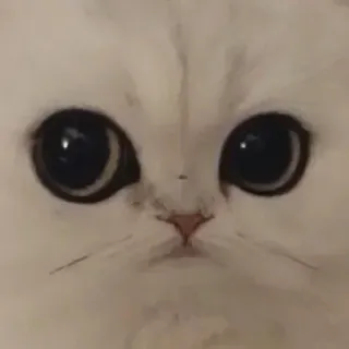 😐 猫, 可爱, 小猫, 动物, 宠物, 白色 telegram sticker