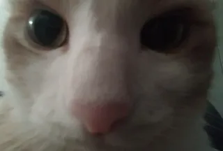 😳 cat, pet, animal, domestic cat, feline, close-up, mammal telegram sticker