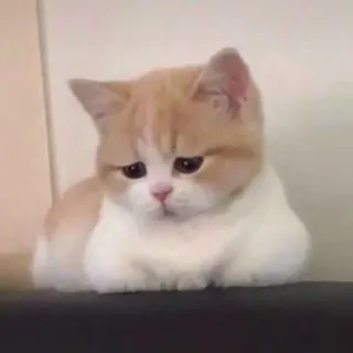 🙁 Katze, Kätzchen, süß, Tier, Haustier, Hauskatze whatsapp sticker