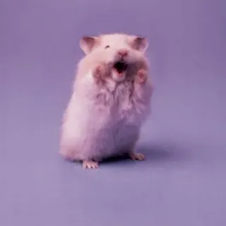 🤏 hamster, animal, cute, rodent, mammal, pet telegram sticker