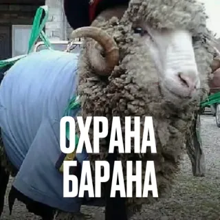 🐏 ОХРАНА
БАРАНА овца, охрана, защита, животное, кириллица telegram sticker