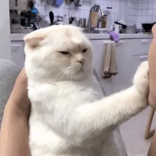 🤤 chat, chat blanc, drôle, animal, mème telegram sticker