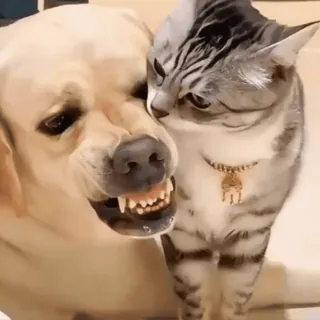 🤩 Hund, Katze, Tiere, Freundschaft, Haustier telegram sticker
