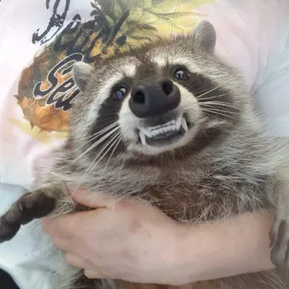 😆 енот, животное, милый, смешной, дикая природа, млекопитающее, улыбающийся, зубы telegram sticker