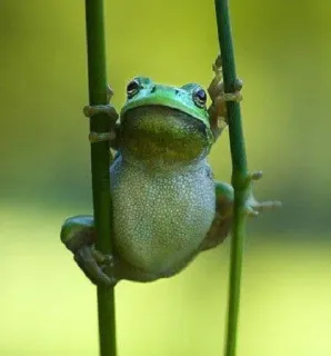😵 grenouille, animal, nature, vert, arbre whatsapp sticker
