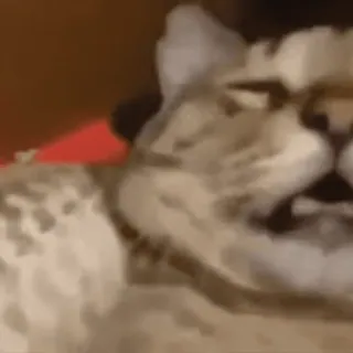 😽 кот, животное, мем, смешной whatsapp sticker