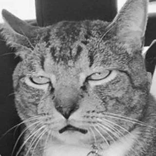 MattyCats telegram stickers